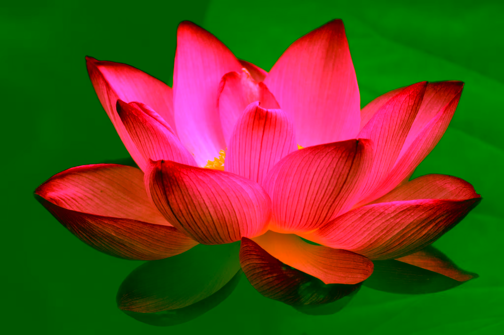 Lotus Flower